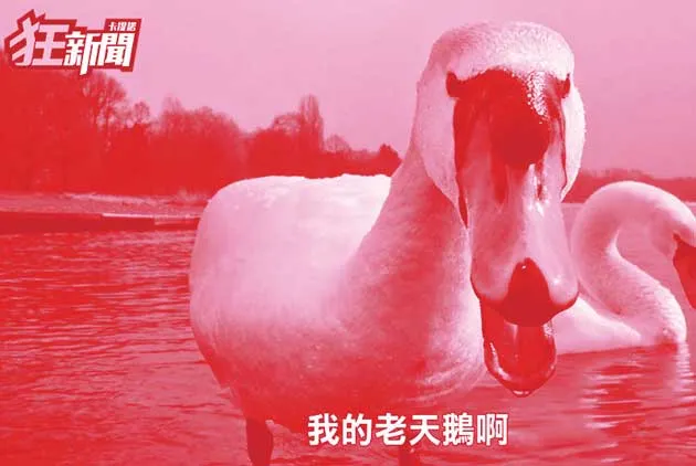 我的老天鵝！它是平台效應大贏家