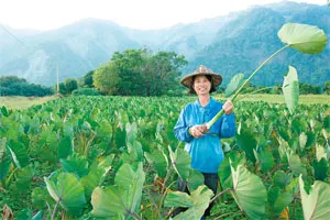 甲仙山芋卡好呷