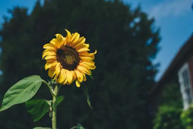 【後太陽花時期】曇花一現的社群力？