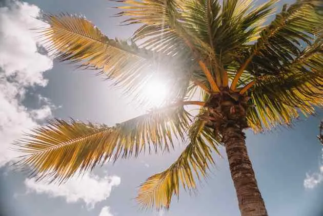大馬出任務：大太陽日誌！
