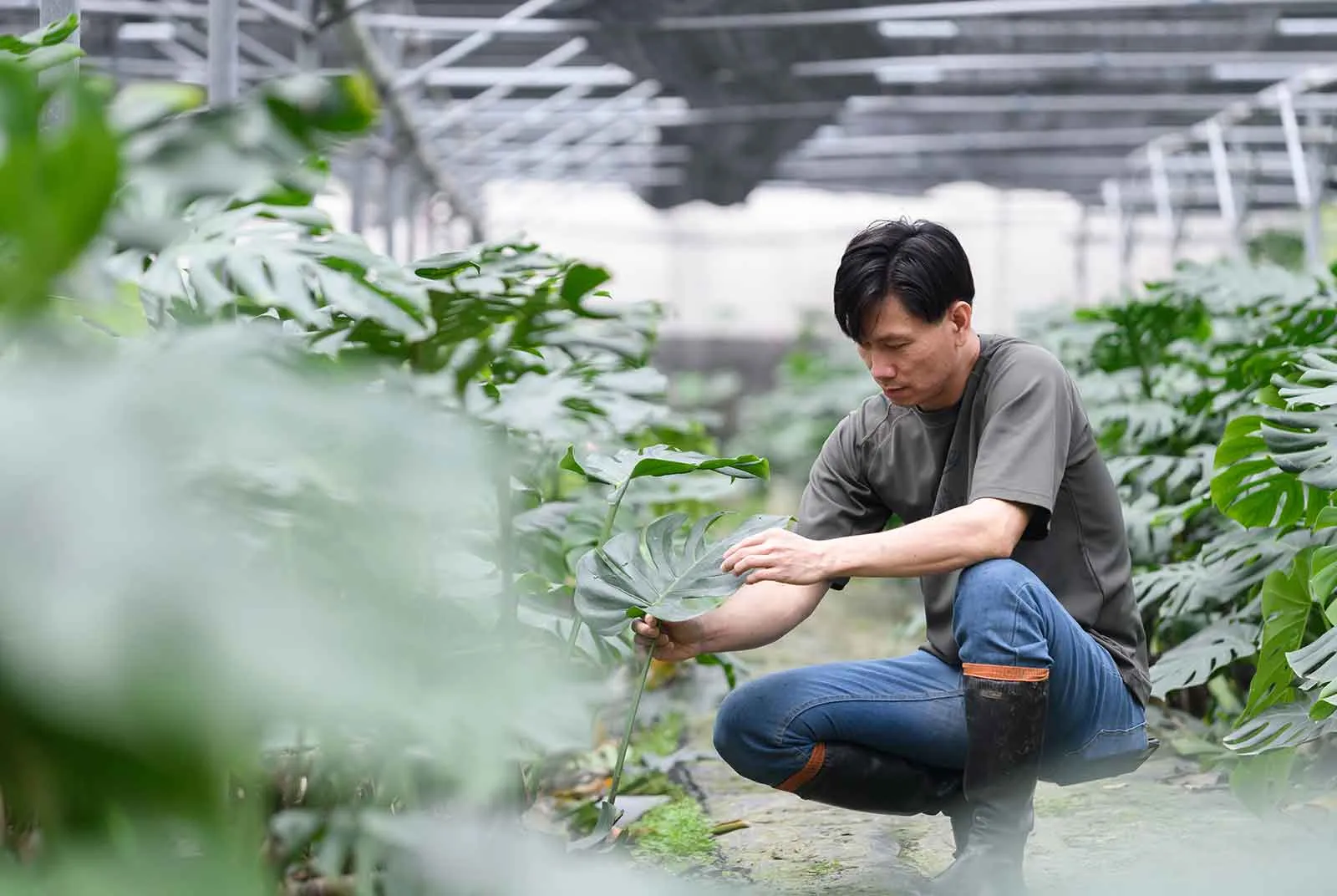 藥廠業務變青農！從三年無收入到進帳百萬的龜背芋奇蹟。